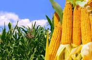密植9000株玉米品种（2023年最好玉米种子）