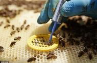 学习养蜂人工培育蜂王（人工培育蜜蜂蜂王详细过程）