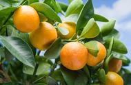 柑橘促进花芽分化要怎么做（柑橘促进花芽分化的时间和用药）