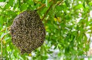 蜜蜂卵孵化几天成幼虫（蜜蜂幼虫可以人工孵化吗）