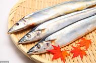 秋刀鱼是日本盛产的吗（日本秋刀鱼分布图）