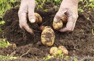 土豆种植高产技术教学（土豆种植成本和利润）