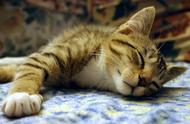 猫猫为什么喜欢贴着主人睡觉（猫猫为什么在主人身边睡觉）