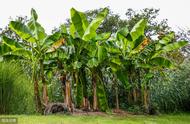香蕉树寿命（香蕉树能活多久时间）