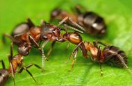 蚂蚁进攻蜂巢全集
