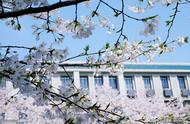 武汉大学樱花从哪里来（武汉大学的樱花是怎样的）