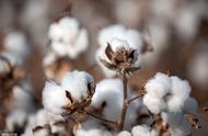 最高产的棉花品种（今年棉花补贴多少钱）