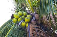 椰子的生长过程视频（椰子的种子自然生长过程的视频）