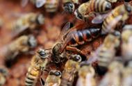 新手养蜂用什么蜂王（养蜂需要几个蜂王）