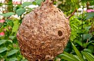 马蜂蜂蛹的营养价值和功效（马蜂窝里面的蜂蛹有什么医用功效）