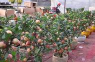 盆栽苹果种植时间和方法（盆栽苹果怎么培育上盆的）
