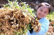 花生的生长过程六个步骤介绍图片（花生的生长过程的六个阶段图片）