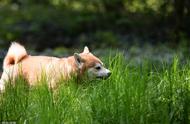 狗狗吃草是什么原因（狗狗一旦出现5个表现离死就不远了）