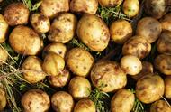 秋天土豆种植技巧和方法（露天秋土豆的种植技术和管理）