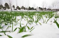 积雪对农业的危害（积雪对农业生产有什么不利影响）