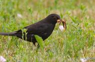 黑鸟的喂养方法（黑卷尾鸟饲养方法）