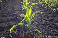 玉米生长期多少天（10亩甜玉米成本利润）