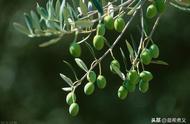 橄榄的十种做法（四种人不能吃橄榄）