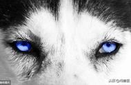 什么狗的眼睛是蓝色的图片（什么狗眼睛是绿色的）
