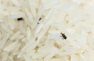 米虫有几种图片（各种米虫照片）
