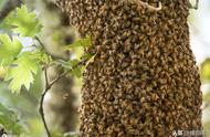 如何收蜜蜂进蜜蜂箱（蜜蜂怎么从收蜂笼放进蜜蜂箱）