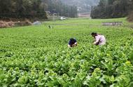 白菜苔最佳播种时间（白菜苔最佳播种时间四川）