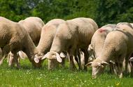 母羊生羊羔一般几个月（母羊下羊羔需要几个月）