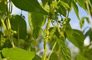 豇豆的种植技术和管理（秋季豇豆的种植时间和种植方法）