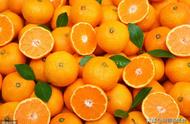 湛江黄橙是什么品种（湛江黄橙是什么品种的水果）