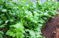 秋季芹菜的种植时间及种植方法（冬天芹菜种植技术和种植时间）