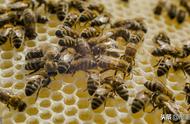 蜜蜂过冬怎么防止温度过高（如何快速让蜜蜂过冬天呢）