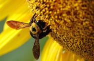 蜜蜂和花朵代表什么（花和蜜蜂象征什么）