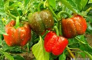 青椒成熟期特征（青椒习性和种植方法）