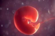 早孕10天胚芽发育情况（怀孕胚芽10mm是多久）