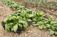 菠菜种植一亩需要多少肥料（菠菜一亩地上多少肥料）
