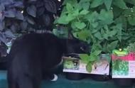 猫薄荷能吸引流浪猫吗（可以用猫薄荷吸引流浪猫吗）