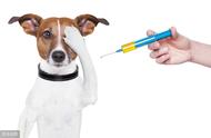 幼犬洗澡后可以打狂犬疫苗吗（打完狂犬疫苗洗澡了怎么办）