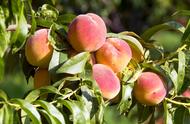 桃树最好的高产品种（今年最好的桃树品种有几种）