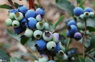 蓝莓种植为什么加硫磺（种蓝莓如何使用硫磺）