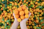 柑橘是重庆市主要农作物吗（重庆一季度有些什么柑橘）