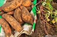 地里挖回来的红薯怎么保存（秋季挖回来的红薯怎么保存）