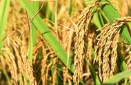 水稻的幼苗期是几月（水稻幼苗期需要多长时间）