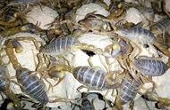 蝎子最新的养殖方法（蚂蝗养殖利润和成本）
