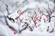 梅花盆栽什么时候施肥（梅花移盆后什么时候施肥）