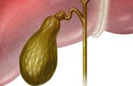 胆囊进食后的变化，频繁进食对胆囊的影响
