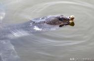 河里钓甲鱼怎么找钓点（河里钓甲鱼的正确方法）