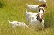 波尔山羊生长速度快的几个月（波尔山羊几个月能长到30斤）