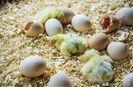 孵蛋的温度和湿度是多少（夏天孵蛋温度控制在多少度）