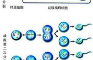 次级卵母细胞第一极体（次级卵母细胞属于几倍体）