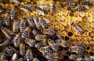 蜜蜂的特点和习性（蜜蜂有哪些特点和生活习性）